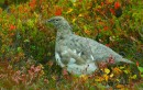 3-4 Kiiruna_Rock Ptarmigan * ASCII * 2574 x 1632 * (4.16MB)
